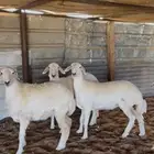 رخال حريات صنف