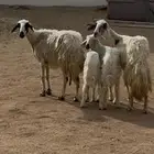 ضان متابيع