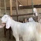 مطلوب معزا نفس الي بصوره مشاريك بيك ولا صفر جبررره