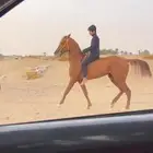 حصان شعبي