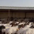 غنم نعيم مراح جذعات