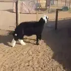 خروف نجدي بلدي