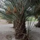 للبيع نخل مثمر