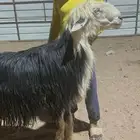 فحل نجدي مشروط