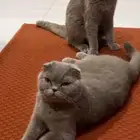 تبني الله لا يسامح الي قطها بشارع انثى وذكر عمر سنه