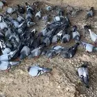 زاجل حمام زاجل العدد حوالي 40 جوز الانتاج 90  الصحه شرط