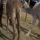 قعدان كفو للبيع بسعار منافسه شي كفووو