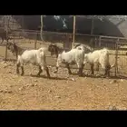 جفار مصريات