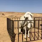 خروف حري صنف مشروط