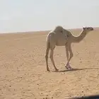 ابل قعدان
