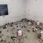 سمان للبيع وحمام فرنسي منتج