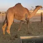 للبيع بكرتين حقايق