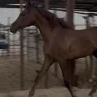 مهره شعبية للبيع