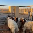 خرفان نعيم فاخره