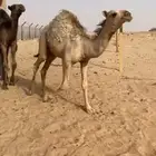 حشو قصب فل