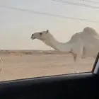 ابل مراح واحد