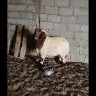 خروف نعيمي ( هرفي )