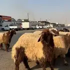 خرفان نعيمي