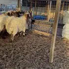 خرفان جذعان طيبه تمايم مناسبات