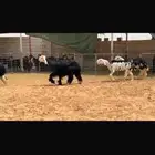 عرض بيع جذعات وثنوات فحص سونار
