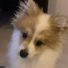 كلب بيور فوكس فيس