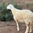 رخل صنف