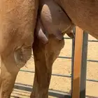 خلفة ساحلية للبيع تم  البيع