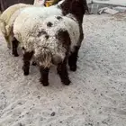 ذبايح نعيم