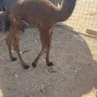 حوار ضيار طيب