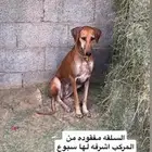سلقه مفقوده ومن عينها يبشر بسعده