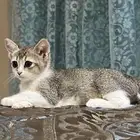 اربع قطط كيتين تبني