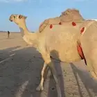 ناقه شقحى رمانيه