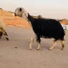 شاه نادره جرم وسراد ( تم البيع )