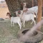عمانيه تحتها 3
