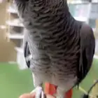 كاسكو مميز