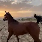 فرس شعبيه كفو