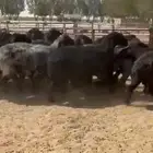 غنم عرب طيبه للبيع