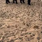 عنز عارضيه للبيع