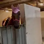 شاليه واسطبل 150 ريال