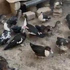 بط للبيع العدد تقريبا  25