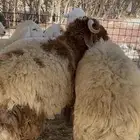 طليان نعيم كفو