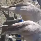 حشوان تربيه للبيع