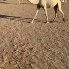 مطلوب خلفات