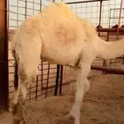 للبيع قعود طيب