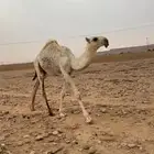 قعود باتلي على بعارين بن دلمخ