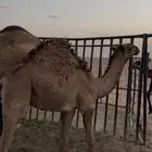 قعودين و بكره حشو للبيع العدد 3