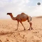 ناقه لقحه