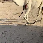 خلفه وضحا رباع طيبه بالحيل جدا جدا