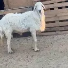 فحل حري معز بهم تربيه ذبايح خرفانحري