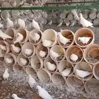 حمام فرنسي